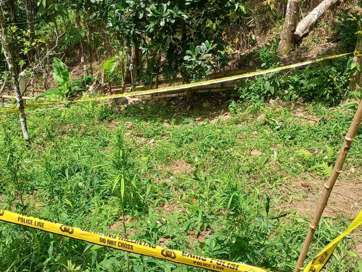 Garis polisi terpasang di lokasi penemuan ladang ganja di Bangsalayya, Kelurahan Borong Rappoa, Kecamatan Kindang, Kabupaten Bulukumba.