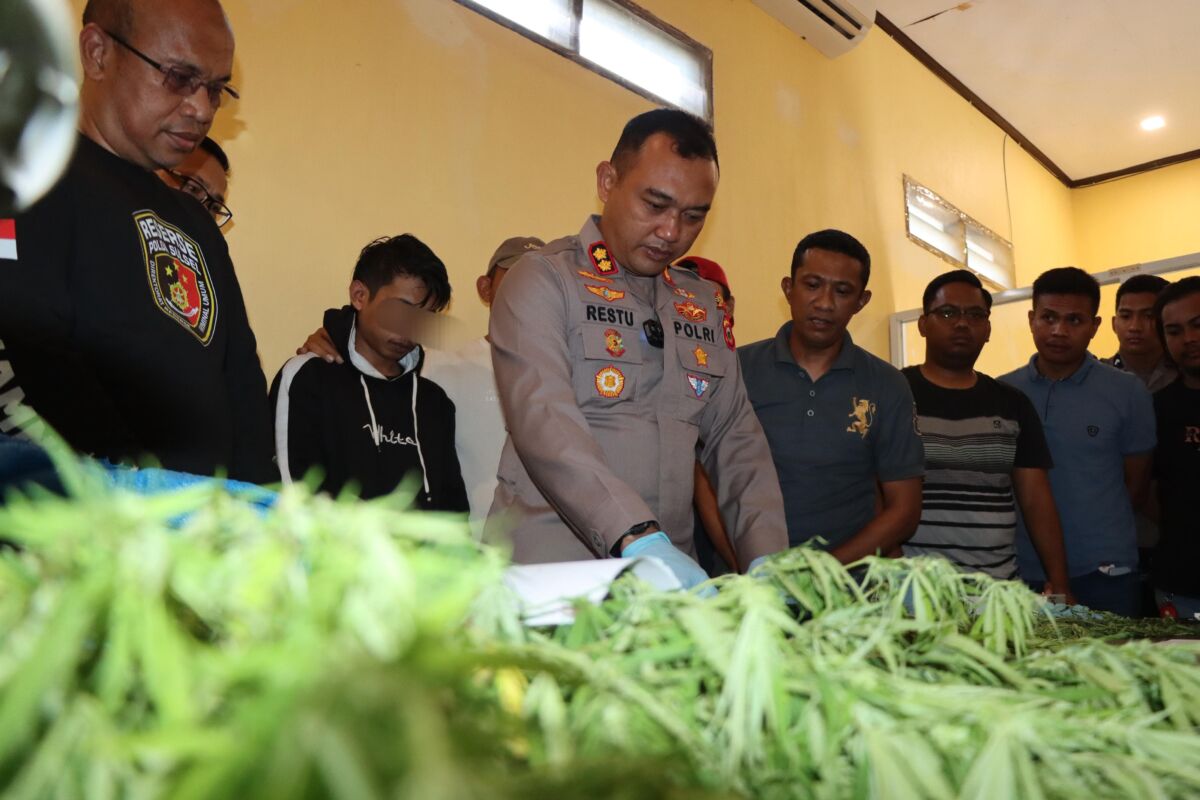 Kapolres Bulukumba AKBP Restu Wijayanto merilis pengungkapan tanaman ganja di kebun warga Lingkungan Bangsalayya, Kelurahan Borongrappoa, Kecamatan Kindang.