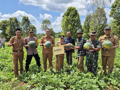 Bupati Sinjai, Hj. Ratnawati Arif dan Wabup Andi Mahyanto Mazda kompak menghadiri Panen Perdana dan Pelepasan Pengiriman Semangka Non Biji Program Ketahanan Pangan Desa Kalobba, Kecamatan Tellulimpoe