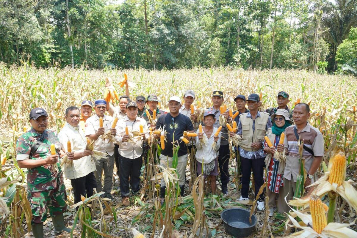 PANEN JAGUNG --Bupati Luwu, Patahudding foto bersama disela-sela menghadiri panen jagung masyarakat di lahan pertanian Dusun Rantemario, Desa Binturu, Kecamatan Larompong, Kamis (25/9).


