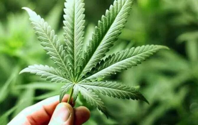 Bea Cukai Makassar Gagalkan Peredaran 1.235 Gram Ganja