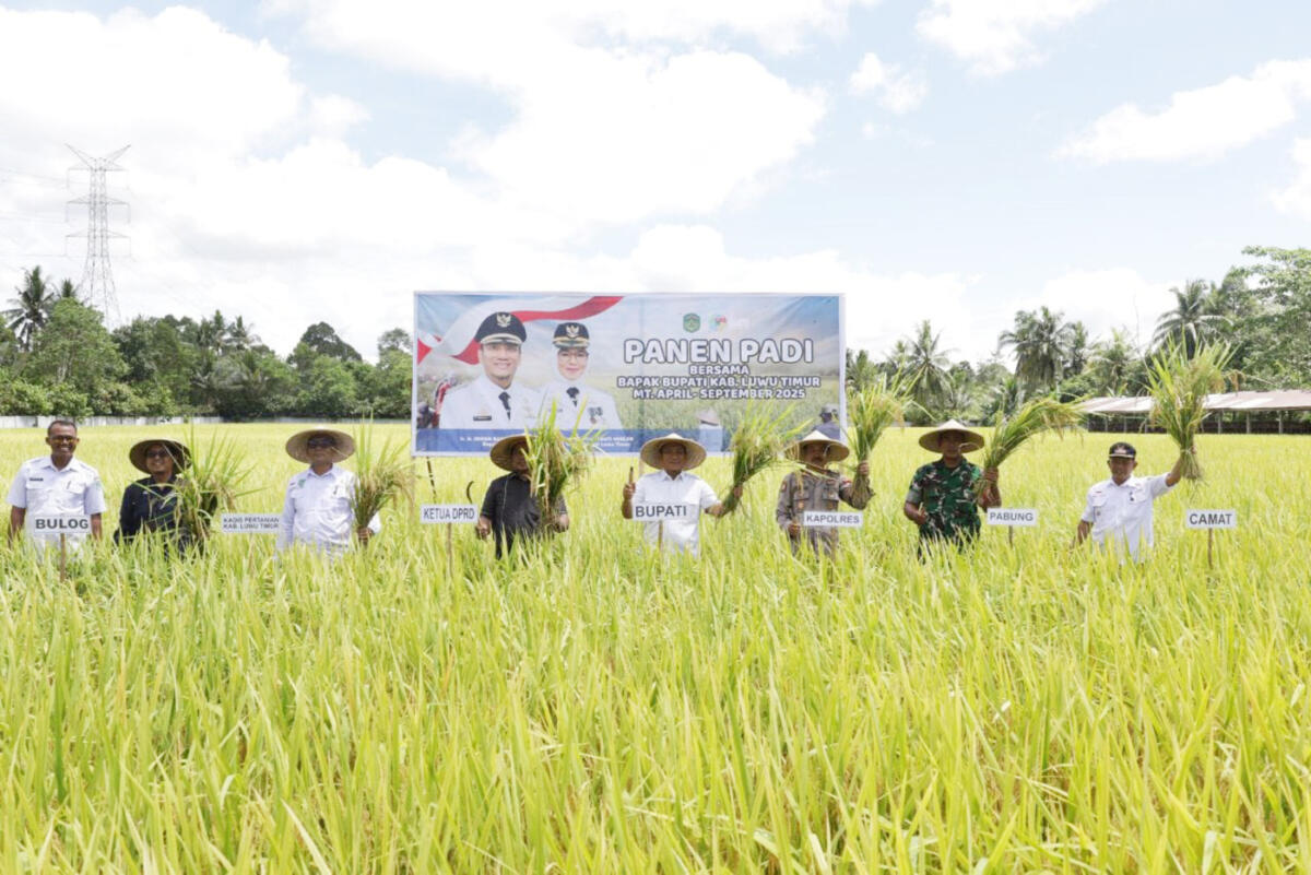 PANEN PADI -- Bupati Luwu Timur, Irwan Bachri Syam menghadiri Panen Padi di Lokasi Penangkaran Benih Padi Balai Penyuluhan Pertanian (BPP) Wotu baru-baru ini. 
