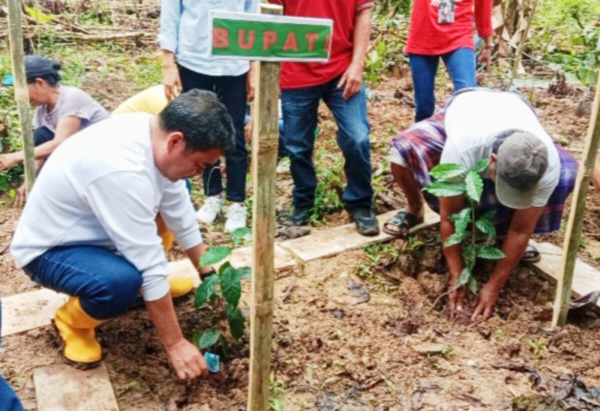 KOPI ARABIKA -- Bupati Tana Toraja Zadrak Tombeg didampingi Ketua TP PKK Erni Yetti Riman menyerahkan bibit kopi Arabika ke petani sekaligus menam di Pangle Manggau, Kecamatan Makale, Jumat (12/12).  

