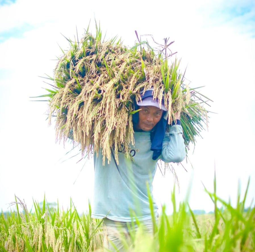 BPS Rilis Angka Tetap Produksi Beras 2025 Capai 34,69 Juta Ton, Naik 13,29 Persen