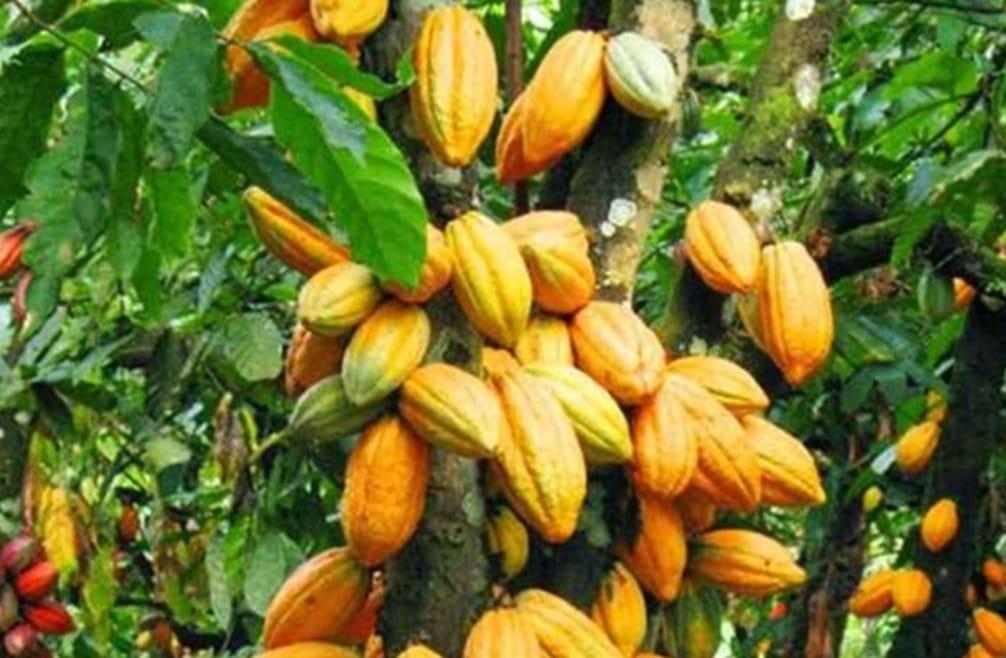 Nilai Ekspor Kakao Tembus US$ 2,65 Miliar, Hilirisasi Jadi Kunci