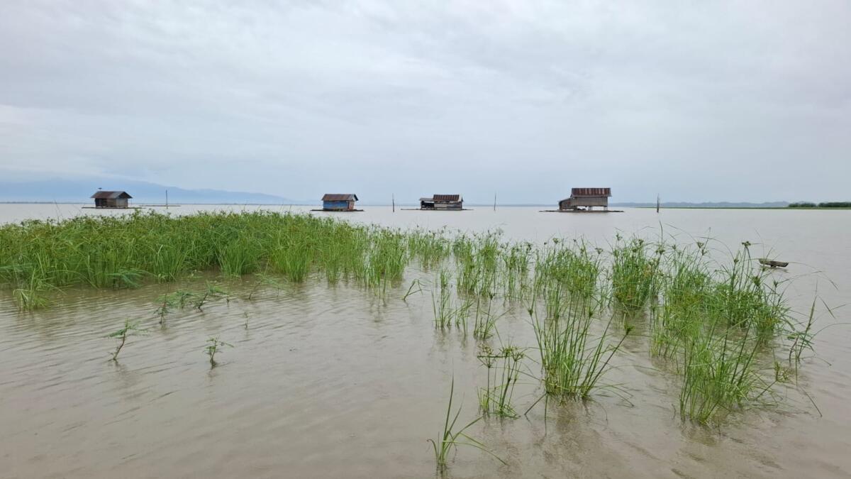 Ikan Sapu-Sapu Jadi Ancaman Nelayan dan Hilangkan Ciri Khas Danau Tempe