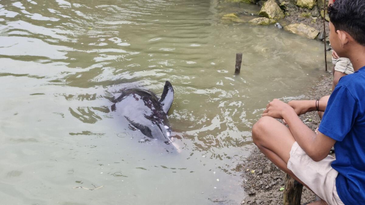 Lumba-Lumba Terluka Tersesat di Mangrove Pantai Kuti-Caddi, Maros