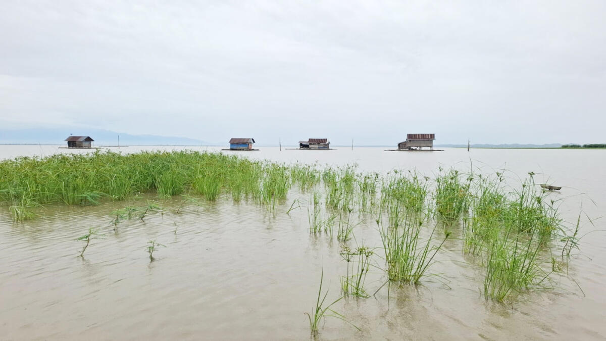 Ikan Sapu-Sapu, Pengaruhi Hasil Tangkapan Nelayan