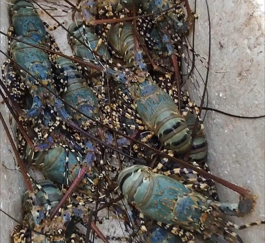Nelayan Pulau Balang Lompo Dapat Cuan dari Budi Daya Lobster Laut