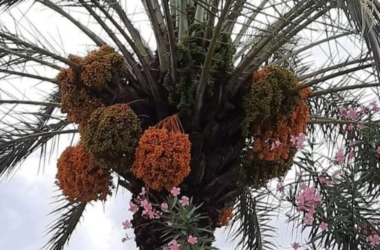 Pohon Kurma Berbuah di Kantor Polisi: Kisah Unik Polsek