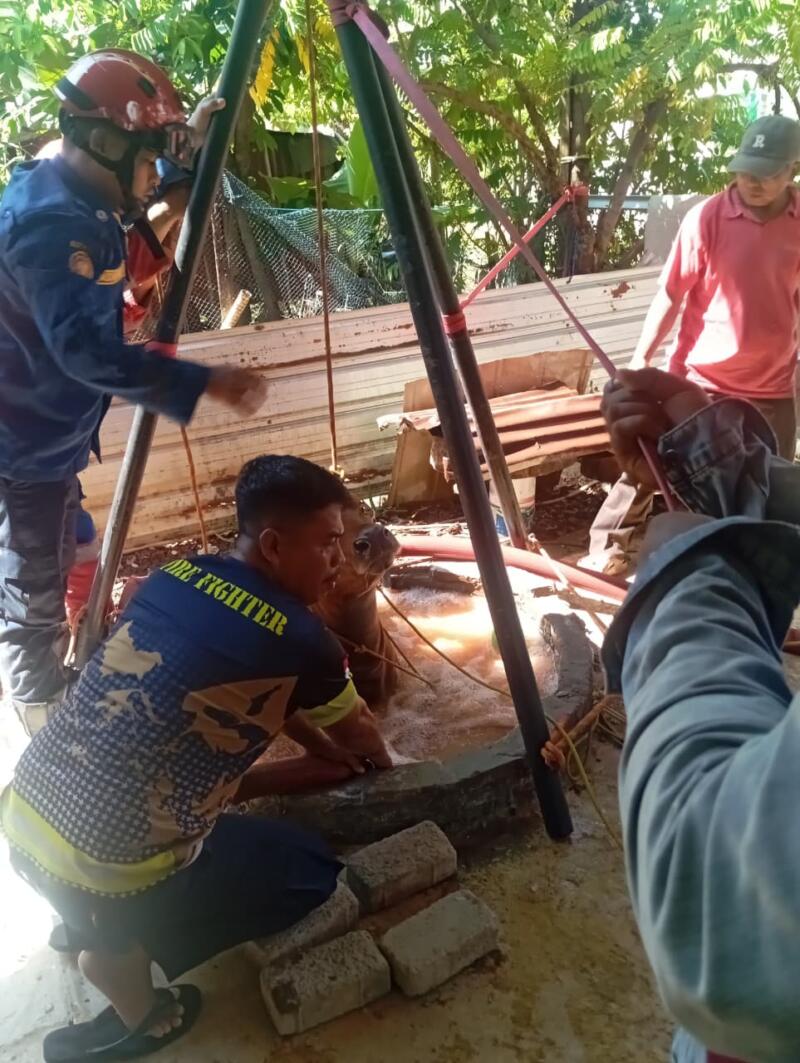 Sapi Terperosok ke Sumur di Katimbang, Tamalanrea