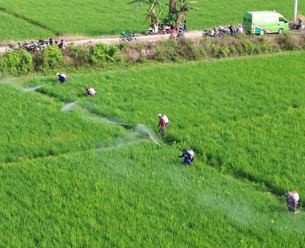 Pengendalian Hama Pinrang: 5.000 Hektar Lahan Diselamatkan