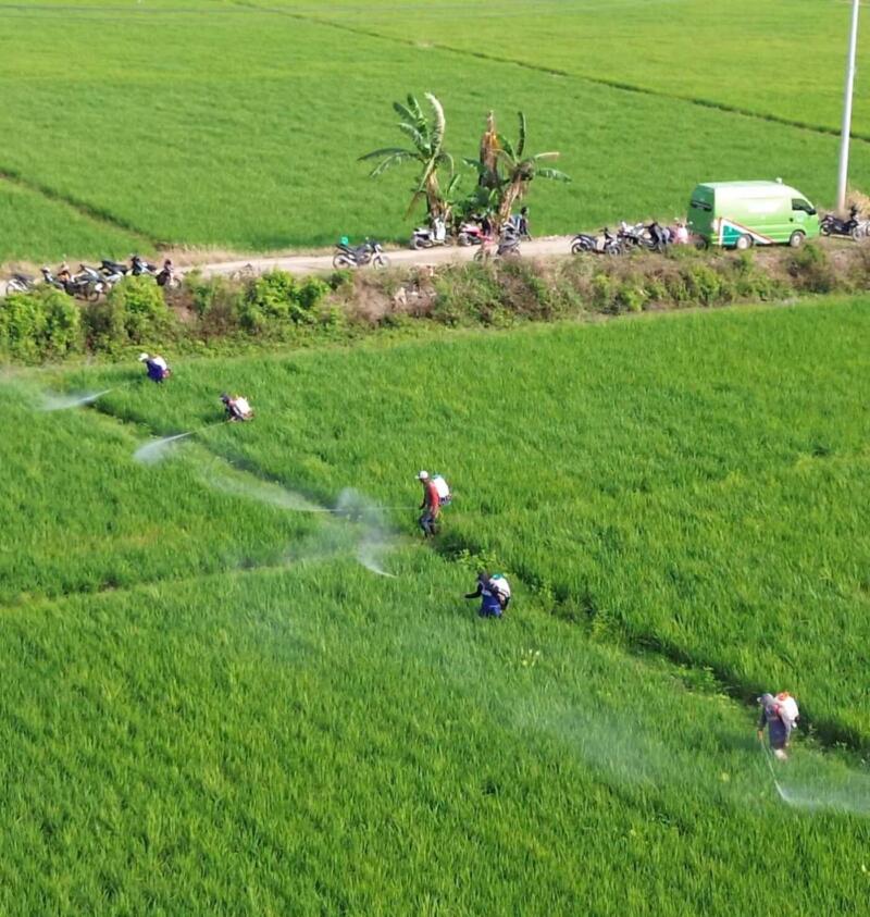 Pinrang Intensifkan Pencegahan Hama untuk Produktivitas Pertanian