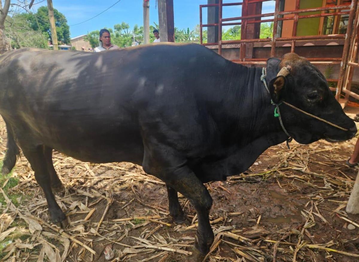 Sapi Kurban Bantuan Presiden Berbobot 1 Ton untuk Gowa Tahun Ini Menyasar Masyarakat Bontomarannu