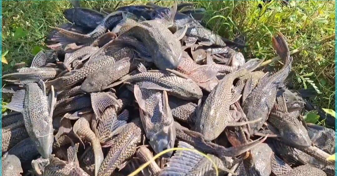 Ikan Sapu-sapu Ancaman Bagi Nelayan di Danau Tempe