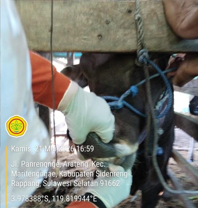 108 Petugas Awasi PMK dan Kesehatan Ternak