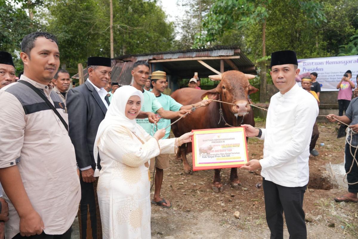 Sapi berjenis Limosin dengan berat mencapai 1,05 ton tersebut diserahkan langsung oleh Bupati Sinjai Ratnawati Arif kepada pengurus Masjid Jami Khairul Yaqin, Joalampe, Desa Alenangka, Kecamatan Sinjai Selatan