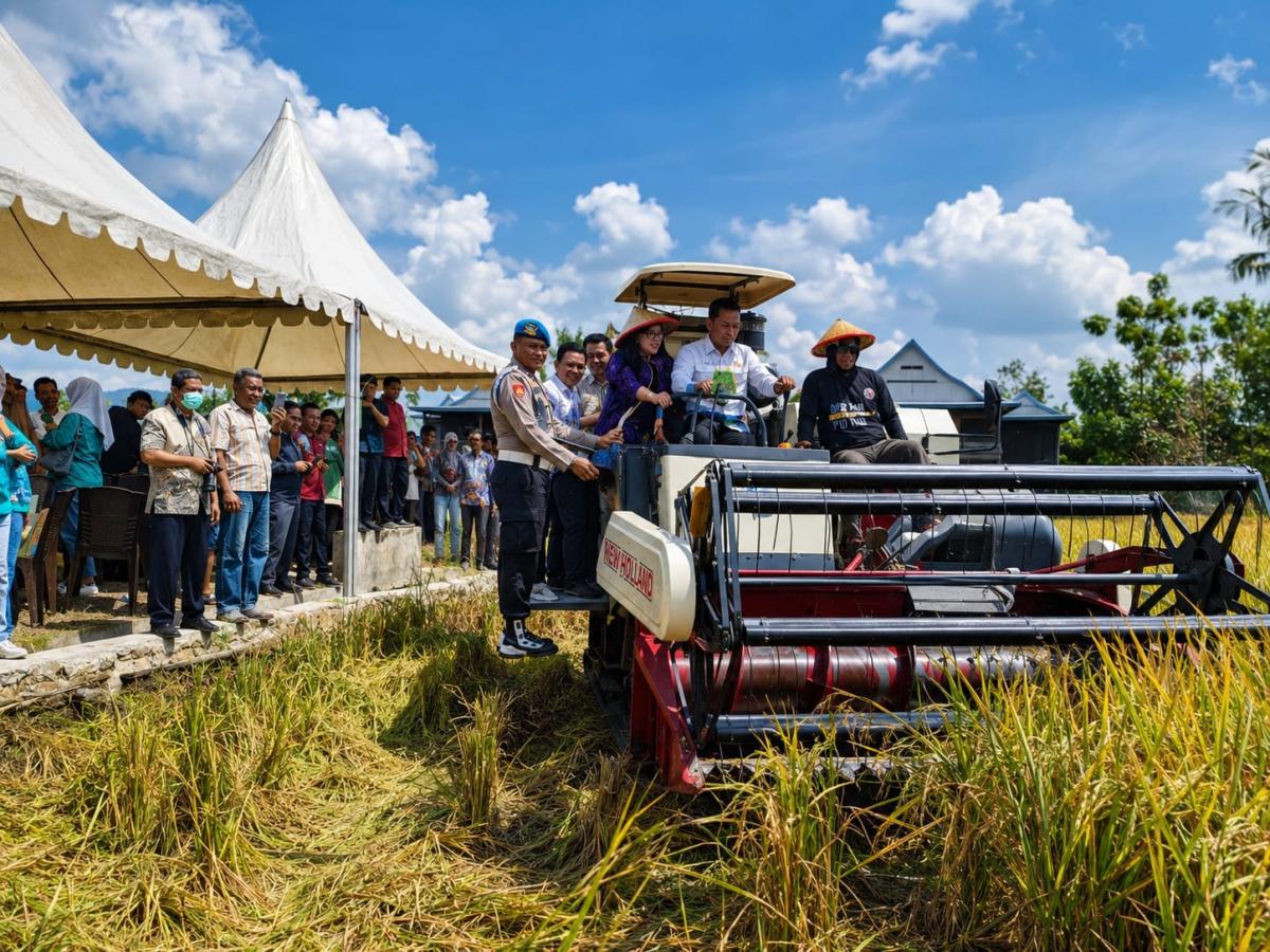 PANEN RAYA -- Bupati Sidrap, Syaharuddin Alrif bersama Direktur Pembangunan Indonesia Timur Kementerian PPN/Bappenas, Ika Retna Wulandary mengikuti panen raya padi di Desa Corawali, Kamis (9/7).

